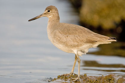 Willet Photo @ Kiwifoto.com