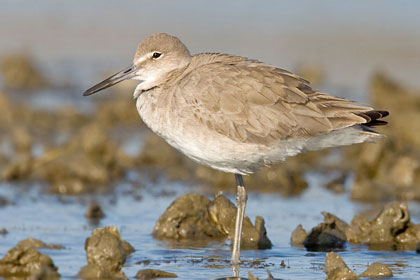 Western Willet (Eastern)