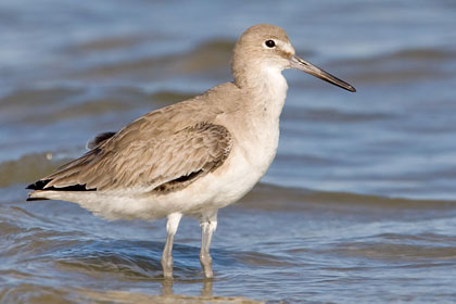 Eastern Willet (Eastern)