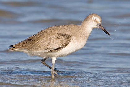 Eastern Willet (Eastern)