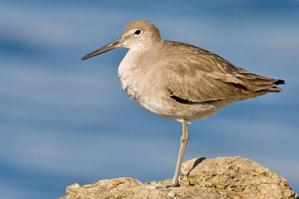 Willet Image @ Kiwifoto.com