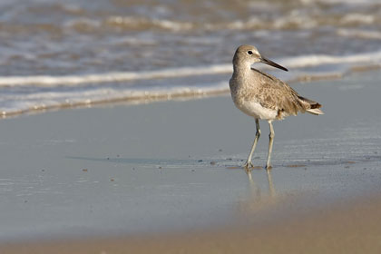 Willet Picture @ Kiwifoto.com