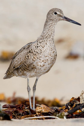 Willet Picture @ Kiwifoto.com