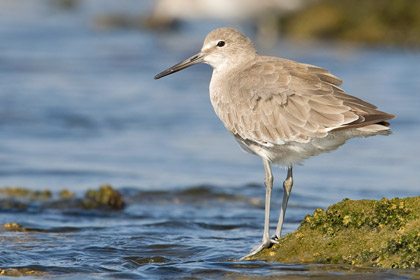 Willet Image @ Kiwifoto.com