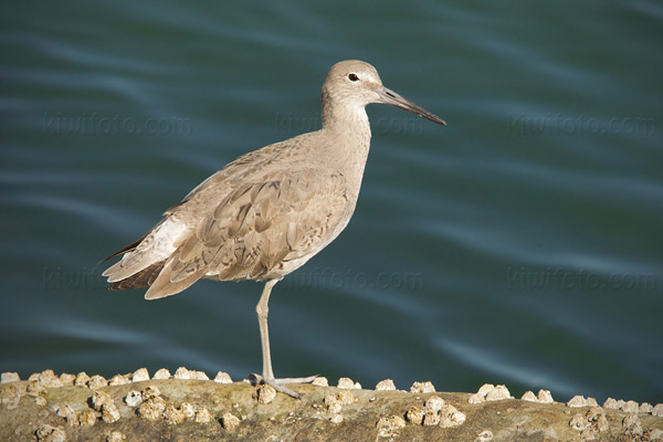 Willet Photo @ Kiwifoto.com