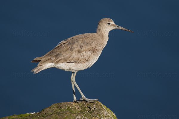 Willet Image @ Kiwifoto.com