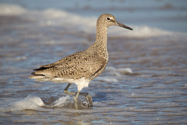 Willet Image @ Kiwifoto.com