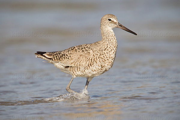 Willet Image @ Kiwifoto.com