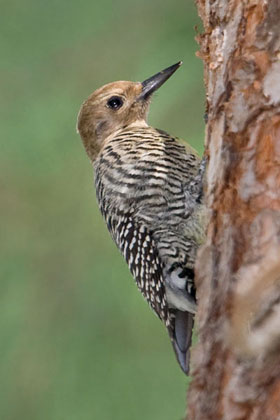 Williamson's Sapsucker (Female)