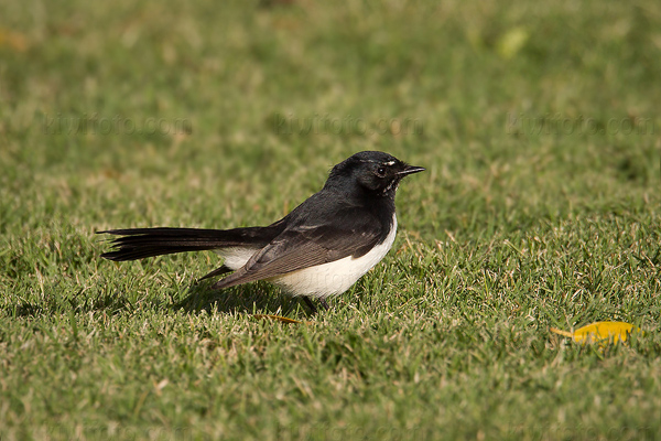 Willie-wagtail Picture @ Kiwifoto.com