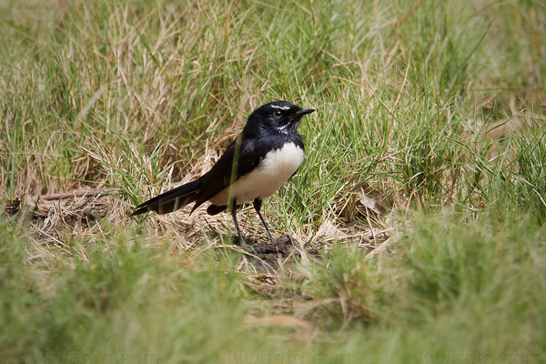 Willie-wagtail Photo @ Kiwifoto.com