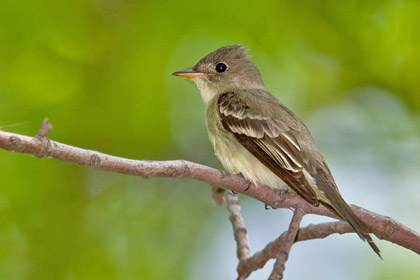 Willow Flycatcher