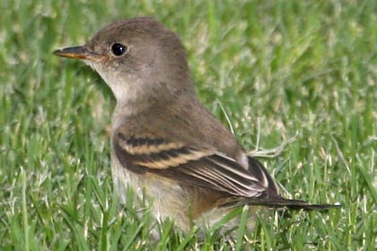 Willow Flycatcher (juvenile)