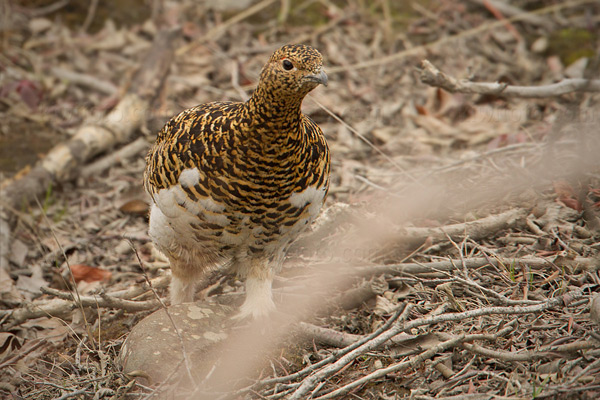 Willow Ptarmigan Photo @ Kiwifoto.com