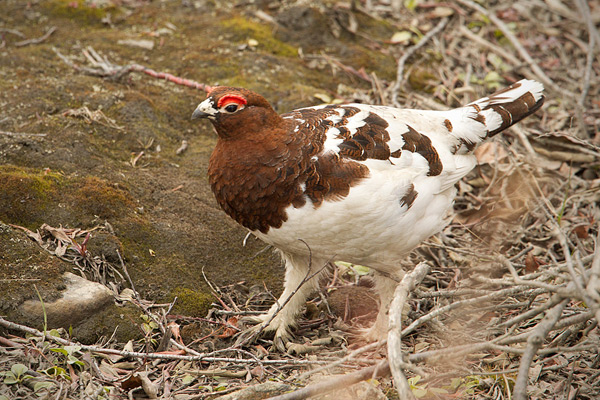 Willow Ptarmigan Photo @ Kiwifoto.com