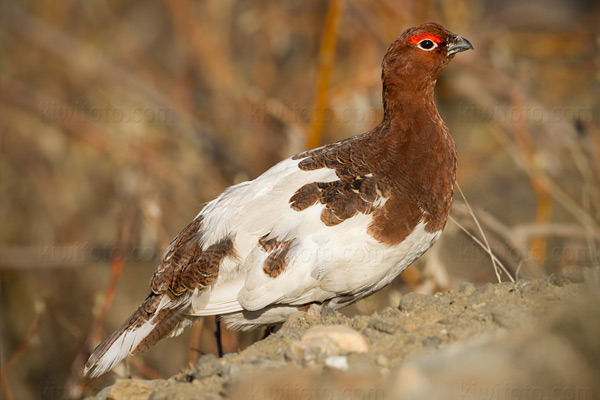 Willow Ptarmigan Image @ Kiwifoto.com