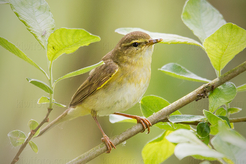 Willow Warbler Image @ Kiwifoto.com