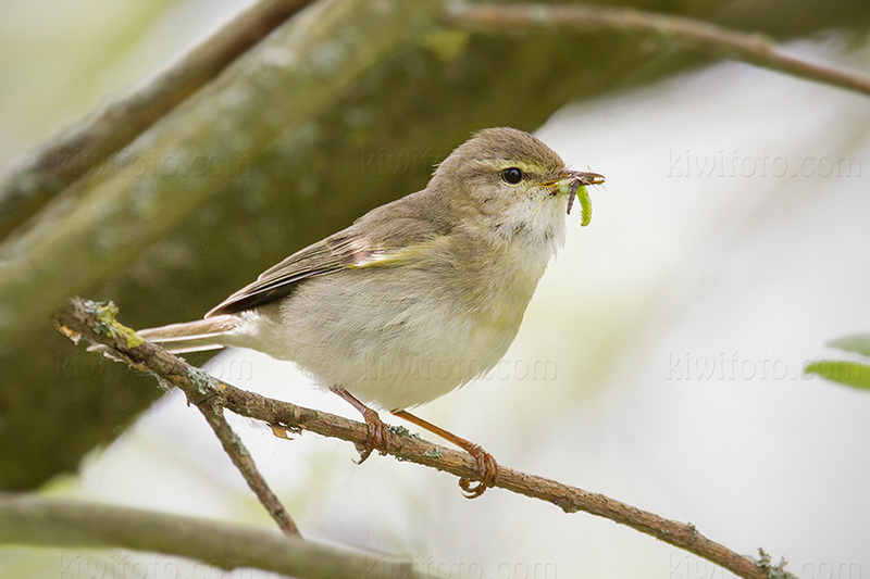 Willow Warbler Image @ Kiwifoto.com