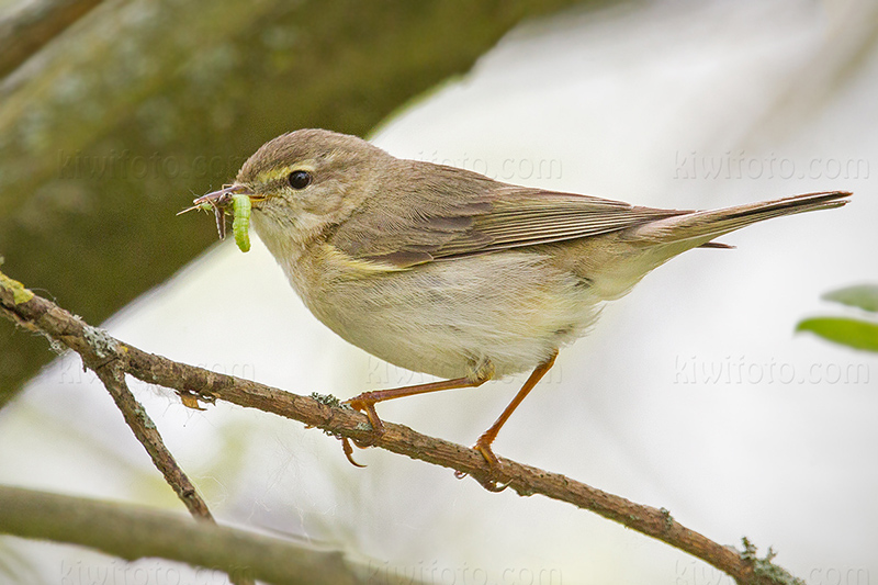 Willow Warbler Image @ Kiwifoto.com