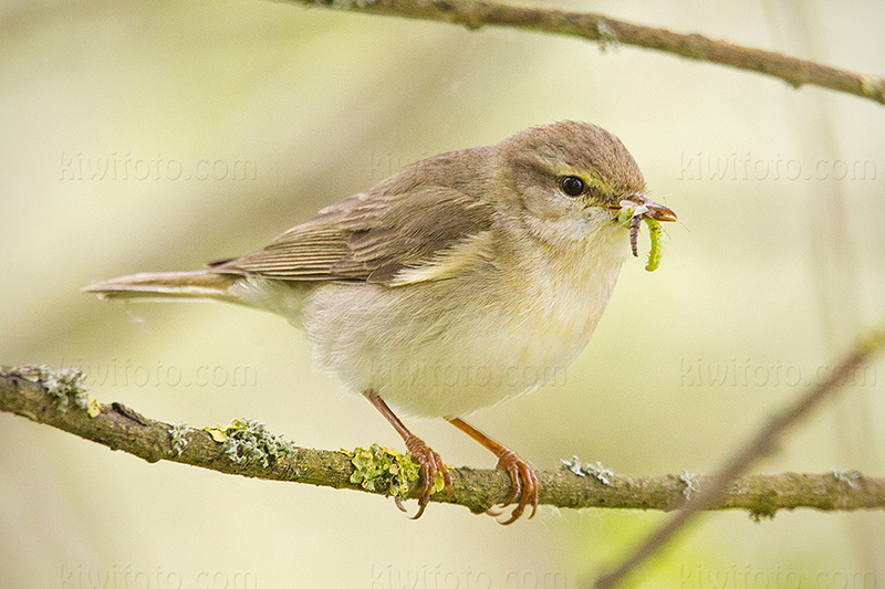 Willow Warbler Photo @ Kiwifoto.com