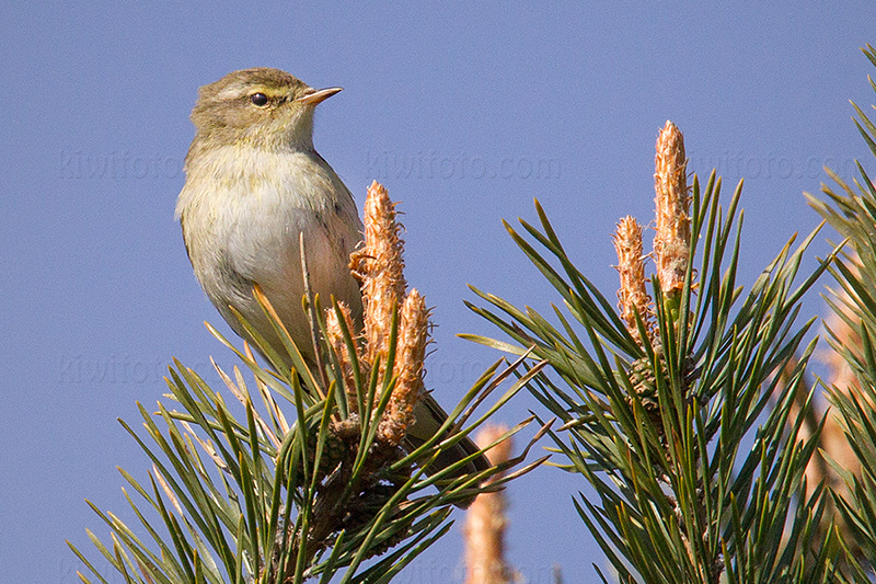 Willow Warbler Photo @ Kiwifoto.com