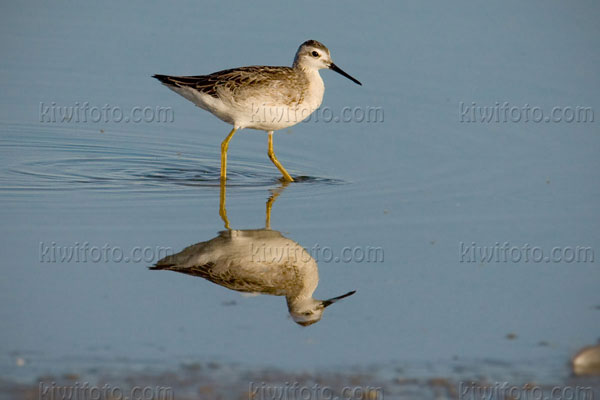 Wilson's Phalarope Photo @ Kiwifoto.com