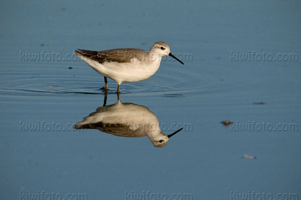 Wilson's Phalarope Image @ Kiwifoto.com