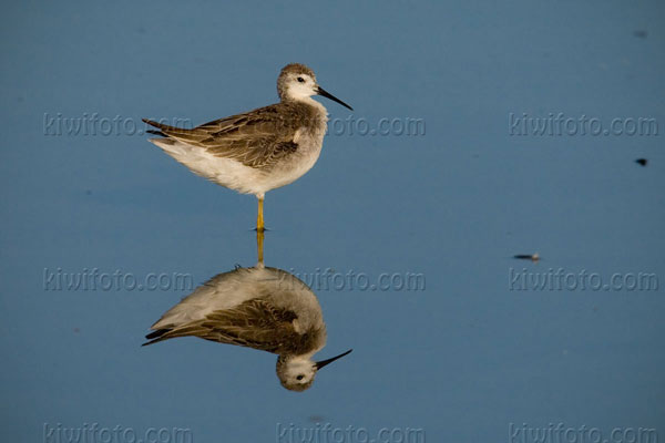 Wilson's Phalarope Photo @ Kiwifoto.com