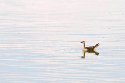 Wilson's Phalarope Picture @ Kiwifoto.com