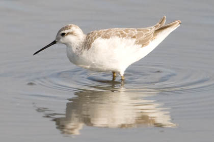 Wilson's Phalarope Image @ Kiwifoto.com