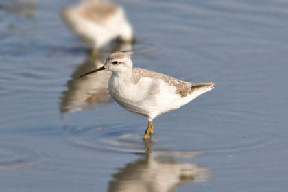 Wilson's Phalarope Image @ Kiwifoto.com