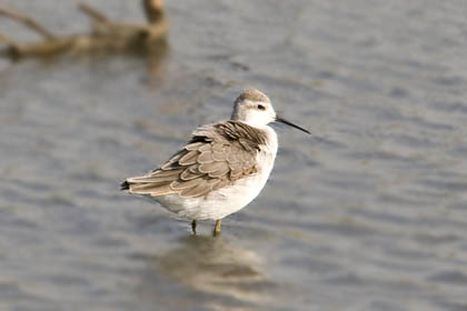 Wilson's Phalarope Picture @ Kiwifoto.com