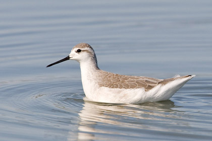 Wilson's Phalarope Picture @ Kiwifoto.com