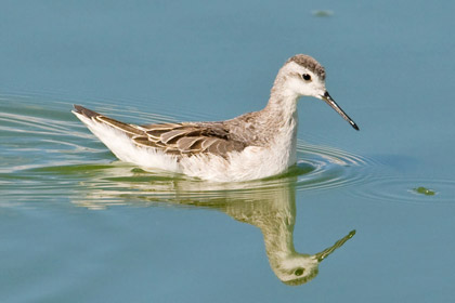 Wilson's Phalarope Image @ Kiwifoto.com