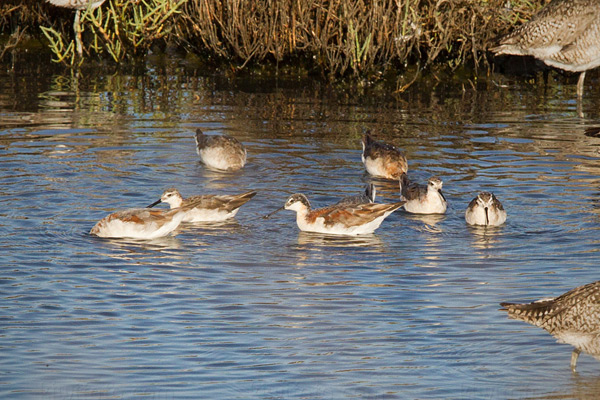 Wilson's Phalarope Photo @ Kiwifoto.com