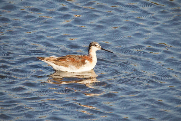 Wilson's Phalarope Image @ Kiwifoto.com