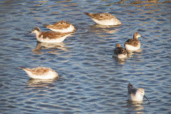 Wilson's Phalarope Photo @ Kiwifoto.com