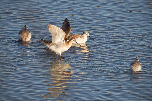 Wilson's Phalarope Photo @ Kiwifoto.com