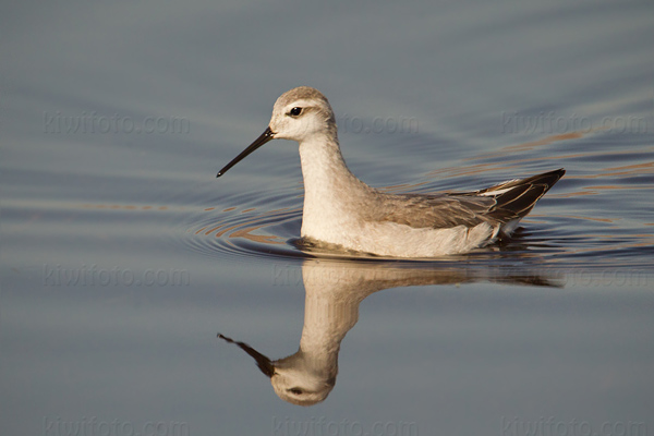 Wilson's Phalarope