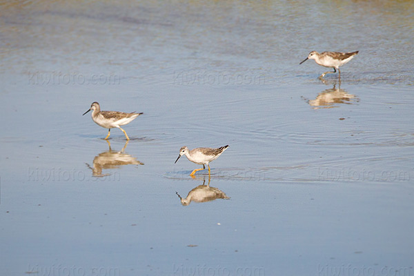 Wilson's Phalarope Image @ Kiwifoto.com