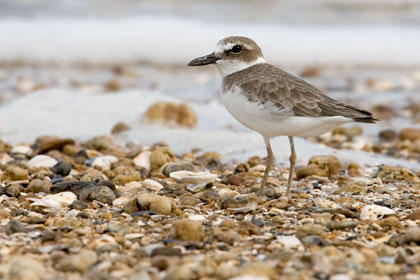 Wilson's Plover Picture @ Kiwifoto.com