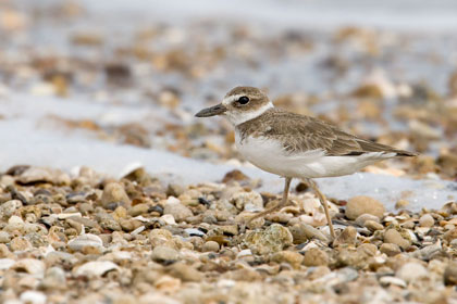 Wilson's Plover Picture @ Kiwifoto.com