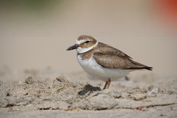 Wilson's Plover Photo @ Kiwifoto.com