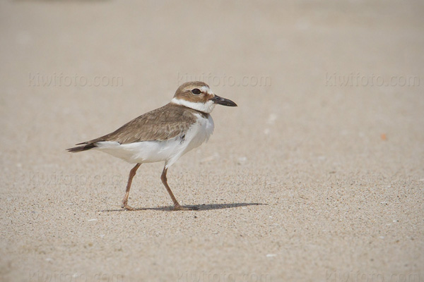 Wilson's Plover Image @ Kiwifoto.com