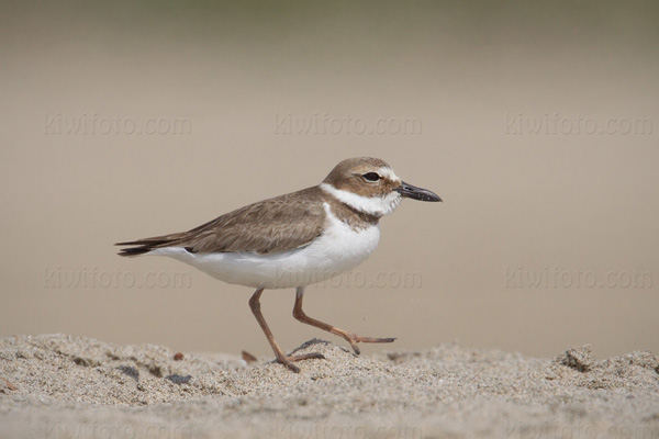 Wilson's Plover Picture @ Kiwifoto.com