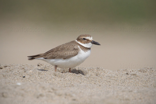 Wilson's Plover Photo @ Kiwifoto.com