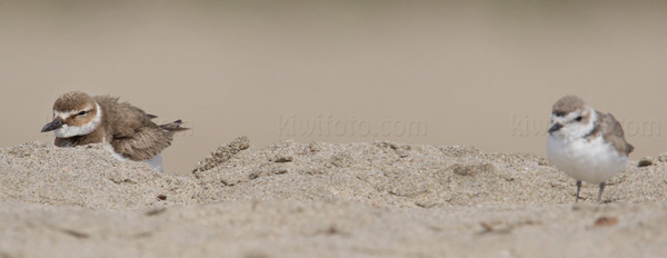 Wilson's Plover Picture @ Kiwifoto.com