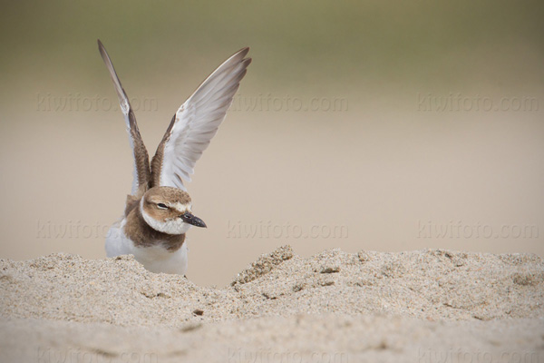 Wilson's Plover Picture @ Kiwifoto.com