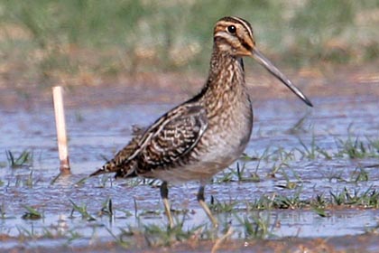 Wilson's Snipe Image @ Kiwifoto.com