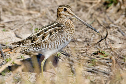 Wilson's Snipe Image @ Kiwifoto.com